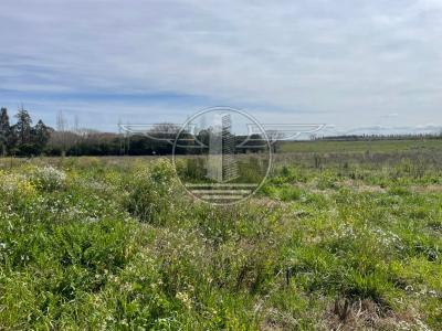 SE VENDE CAMPO EN CANELON CHICO 37 HECTAREAS!