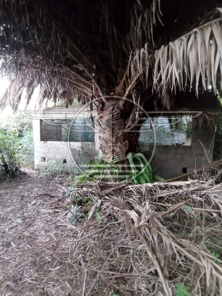 SE VENDE TERRENO CON MEJORAS EN FLOR DE MAROÑAS-7