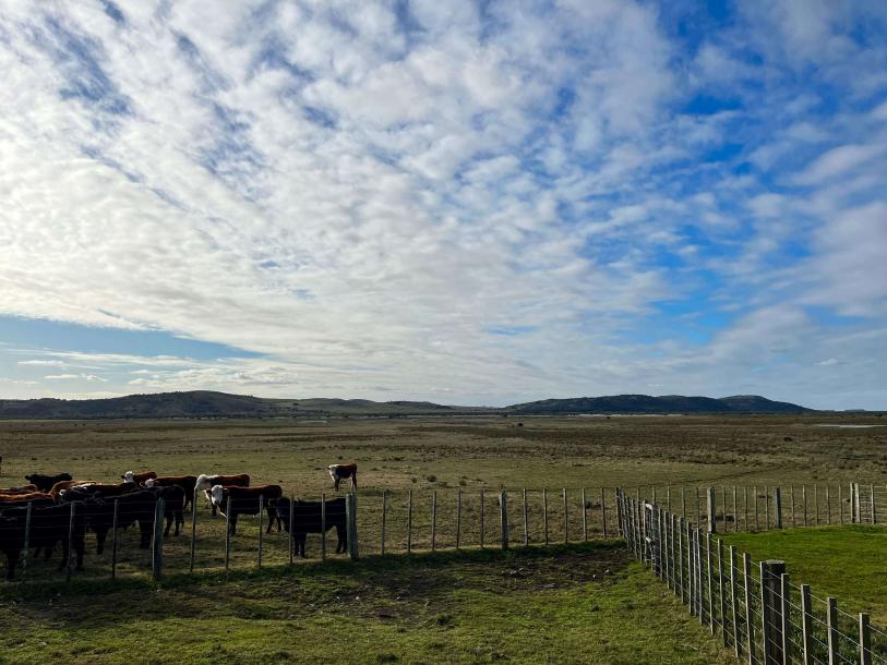 Campo Ganadero - 270 has - IC: 78-1