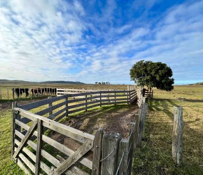 Campo Ganadero - 270 has - IC: 78