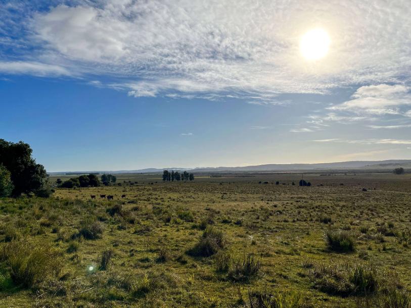 Campo Ganadero - 270 has - IC: 78-3