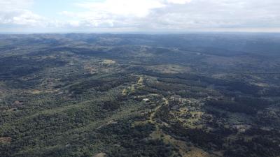 Campo Ganadero Forestal - 400 has - IC: 55