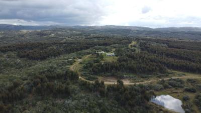 Campo Ganadero Forestal - 400 has - IC: 55