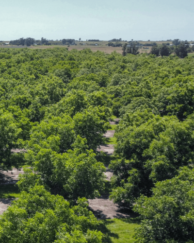 Plantación Pecanes - 60 has.