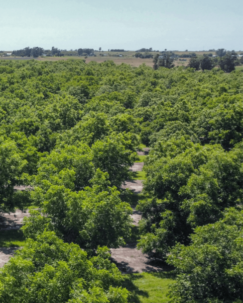 Plantación Pecanes - 60 has.-1