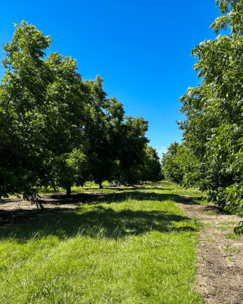 Plantación Pecanes - 60 has.-2