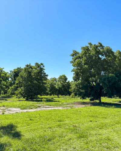 Plantación Pecanes - 60 has.
