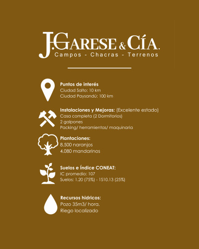 Quinta Citrícola - Paysandú - 30 has.