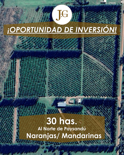 Quinta Citrícola - Paysandú - 30 has.