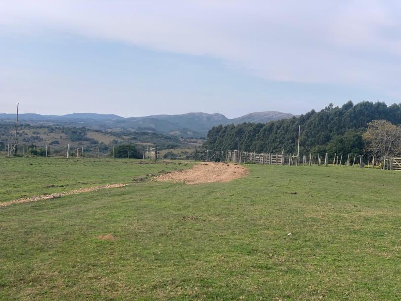 Campo Ganadero Forestal - 700 has. -IC: 73-1