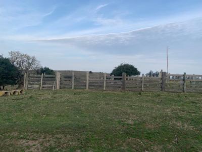 Campo Ganadero Forestal - 700 has. -IC: 73