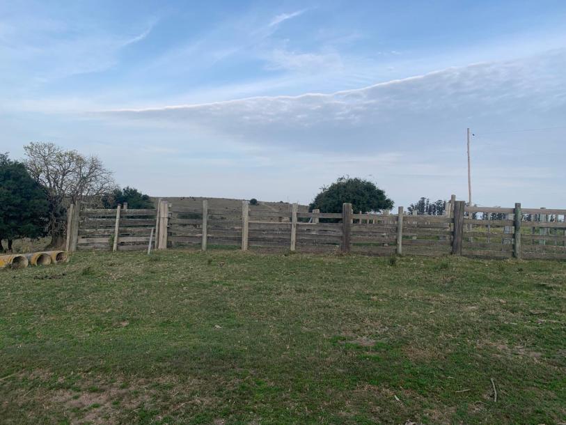 Campo Ganadero Forestal - 700 has. -IC: 73-3