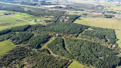 Campo Forestal - 70 has - IC: 90