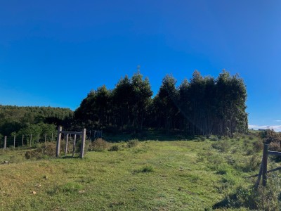 Campo Forestal - 70 has - IC: 90