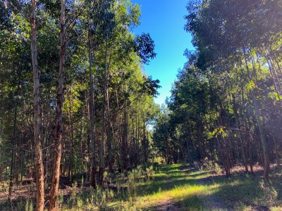 Campo Forestal - 70 has - IC: 90