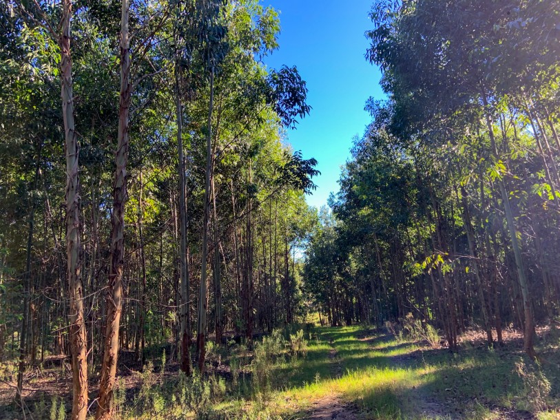 Campo Forestal - 70 has - IC: 90-3