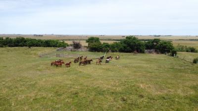 Campo Agrícola Ganadero - 800 has - IC 178