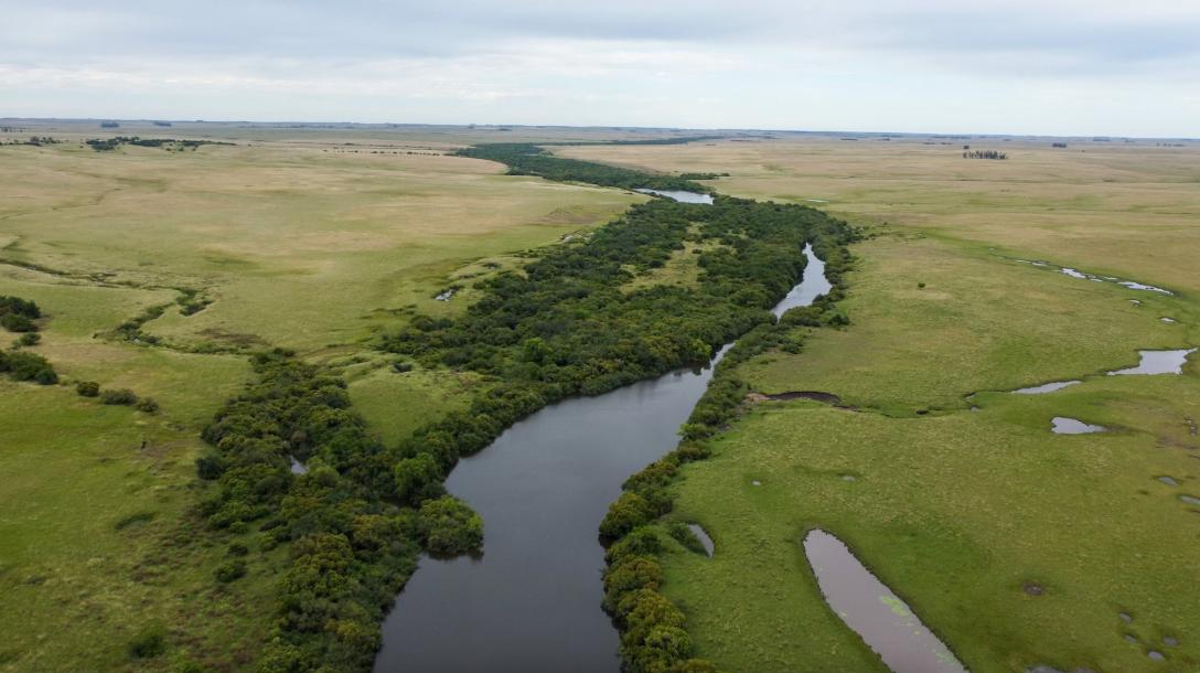 Campo Ganadero - 2050 has - IC: 100-1