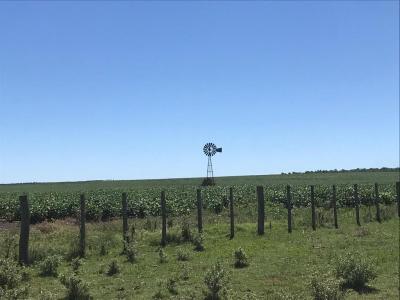 Campo Agricola Ganadero - 2400 has - IC: 148