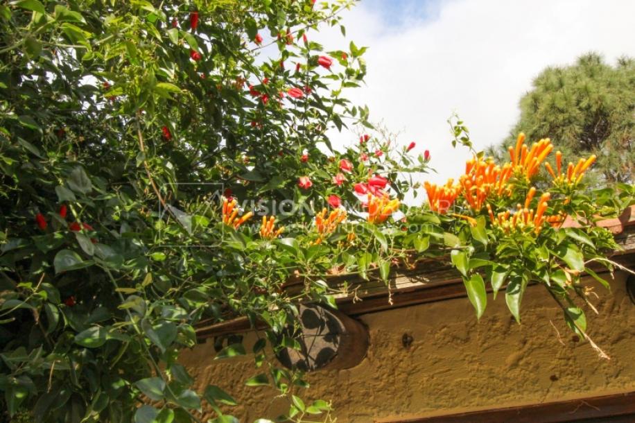 Casa moderna 2 dorm, 2 baños, 409 m2 terreno y 157m2 construidos, Fortin de Santa Rosa, con buen fondo y barbacoa, Garaje.-43