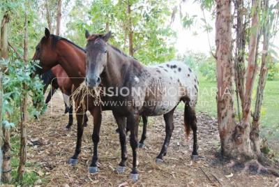Chacra de 15 hás con el confort de hermosa casa reciclada, barbacoa y piscina climatizada.